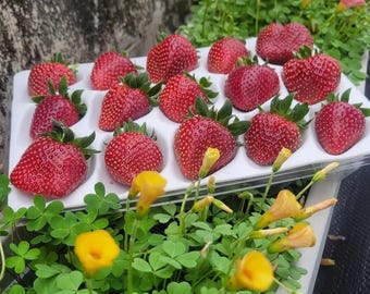 Piantina di fragola 'MeiLing' / Pianta da frutto rosso scuro