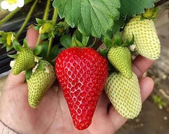 Strawberry Seedling | "LiXue" Strawberry | Sweet Fruit Plant