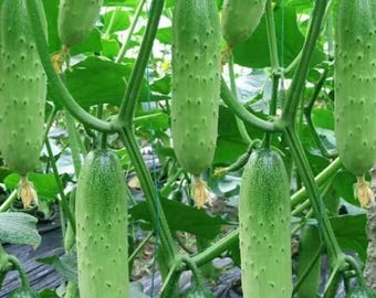 Kirby Cucumbers 50 Seeds | Grow Along the Ground No Need Scaffold | Easy to Grow