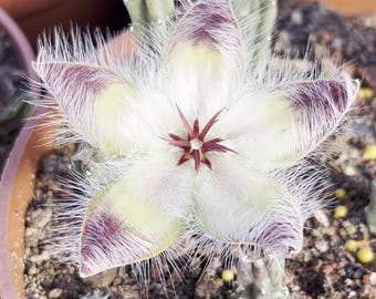 Puede incluir: Una flor de cactus en forma de estrella con cinco pétalos que presentan un centro amarillo pálido y puntas de color púrpura oscuro. Toda la superficie de los pétalos está cubierta de finos y largos pelos blancos, y el centro muestra una pequeña estructura roja en forma de estrella.