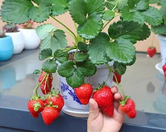 Strawberry Seedling | Fragaria × ananassa 'Anna' | Fruit Plant