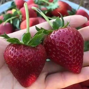 Puede incluir: Dos fresas rojas maduras con tallos y hojas verdes se sostienen en una mano. Las fresas tienen forma de corazón y una superficie brillante. Otras fresas son visibles en el fondo.