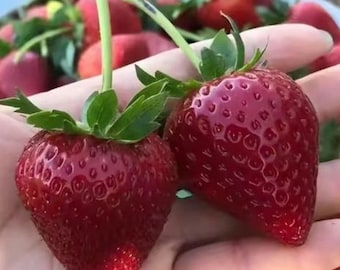 Strawberry Seedling 'Black Pearl' | Non-GMO Heirloom Plant | Shipped with Soil