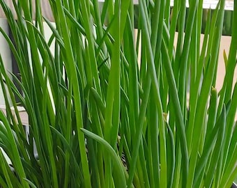300 Chives Seeds | Allium schoenoprasum | Heirloom Non GMO Vegetable