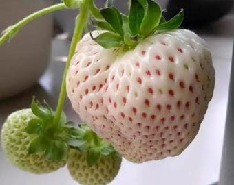 Piantina di fragola 'Eighth Angel' / Pianta di fragola bianca