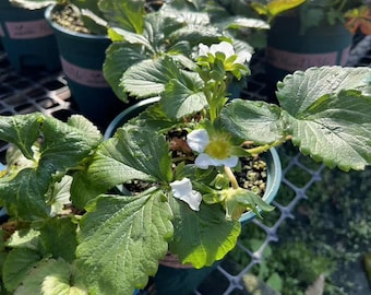 Strawberry Seedling | Fragaria × ananassa 'Kingkong No.2' | Sweet Fruit Plant