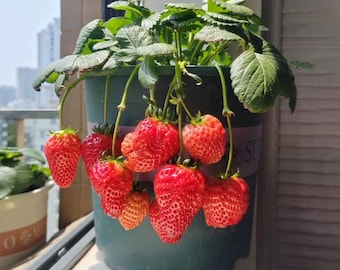Strawberry Seedling 'Akihime' | Fragaria × ananassa 'Akihime' | Sweet Fruit Plant