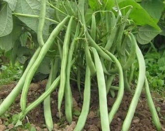 100 Bush Beans Seeds | Green Snap Beans | Heirloom Organic Vegetable