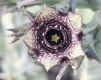 May include: A star-shaped succulent flower with five pointed petals featuring a dark purple and cream mottled pattern. The center of the bloom is a deep, dark purple ring surrounding a small, pale yellow, star-shaped structure at the very core.