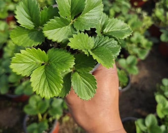 Strawberry Seedling | Fragaria × ananassa ‘Snow Princess’ | White Fruit Plant