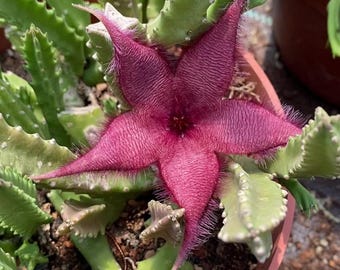 May include: A star-shaped flower with five deep magenta, textured petals covered in fine, translucent hairs. The flower is centered among several light green, succulent stems with serrated edges, all contained within a round brown pot.