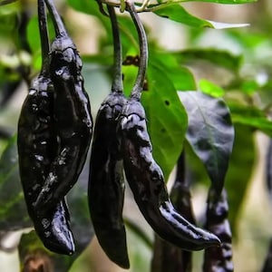 Puede incluir: Primer plano de varios chiles negros colgando de una planta. Los chiles tienen un aspecto brillante y oscuro, que contrasta con las hojas verdes del fondo. La imagen resalta el color y la textura únicos de los chiles.