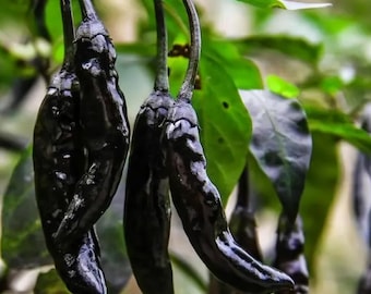 100 zeldzame Black Cobra Hot Chili Pepper-zaden | Erfstuk | Biologisch