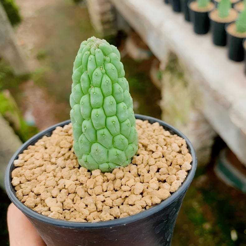 Unusual Caudex Plants - Etsy