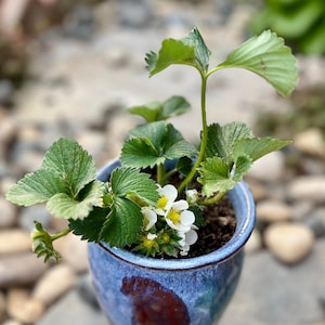 Piantina di fragola 'Suizhu' / Cimelio non OGM / Spedita con terriccio