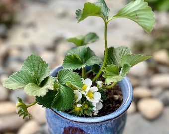 Strawberry Seedling 'Suizhu' | Non-GMO Heirloom | Shipped with Soil