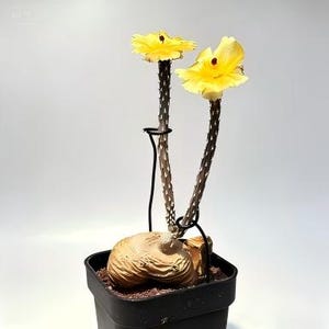 Caudex Plant - Etsy Canada