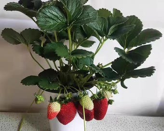 Strawberry Seedling | Fragaria × ananassa 'Monterey' | Shipped with Soil