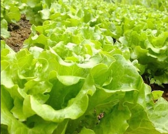 Heirloom Lettuce | 1000 Seeds | Non-GMO Heirloom Vegetable