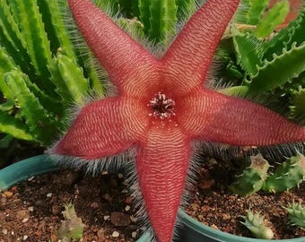 Esquejes sin raíces de Stapelia Gigantea N.E.Br., Stapelia gigante de tamaño récord, suculenta Asclepiadaceae rara para coleccionistas.