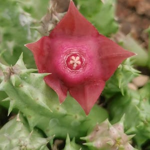 Puede incluir: Una flor de cinco pétalos, color rojo intenso y forma de estrella con una superficie texturizada y un pequeño centro pálido. La flor está rodeada por una planta suculenta verde con numerosas espinas afiladas y tallos carnosos.