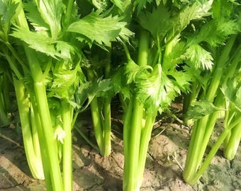 Semillas de apio chino sin OMG (más de 1000) / Apium graveolens L. / Semillas de hortalizas tradicionales
