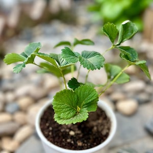 Plántula de fresa / 'Miaoxiang No.7' Fresa / Planta de fruta roja dulce