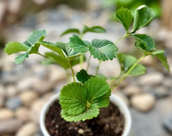 Strawberry Seedling | 'Miaoxiang No.7' Strawberry  | Red Sweet Fruit Plant