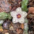 Stapelianthus Madagascariensis Unrooted Cuttings, Seahorse Curly Tentacle Anemone Stapeliad, Collector's Rare Asclepiadaceae Succulent,2092