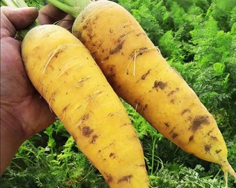 1000+ Solar Yellow Carrot Seeds | Heirloom Organic Vegetable