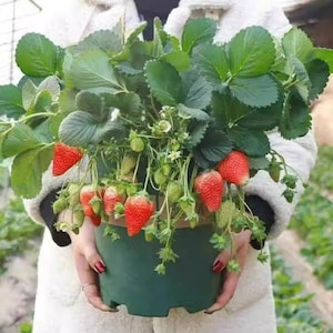 Puede incluir: Una exuberante planta de fresas en una maceta verde oscuro, cargada de fresas rojas maduras y bayas verdes sin madurar. La planta tiene hojas grandes y verdes vibrantes y delicadas flores blancas. La maceta es sostenida por una persona con un abrigo blanco.