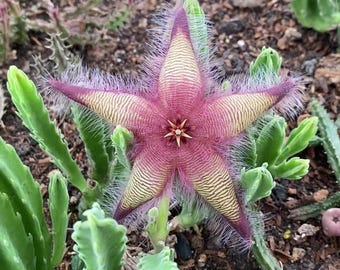 May include: A star-shaped Stapelia gigantea flower with five pointed petals featuring a textured, maroon and cream-colored striped pattern. The edges of the petals are covered in fine, white, hair-like filaments, and a small, star-shaped center.