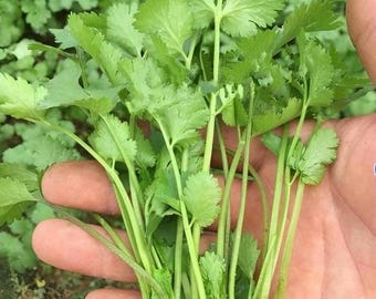 1000 Santo Cilantro Seeds | Heirloom Non-GMO Coriander