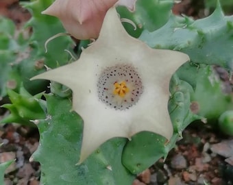 May include: A star-shaped succulent flower with five pale cream-colored petals, a central ring of dark purple speckles, and a bright yellow center. The bloom emerges from a green, spiky, succulent plant with another pinkish bud visible.