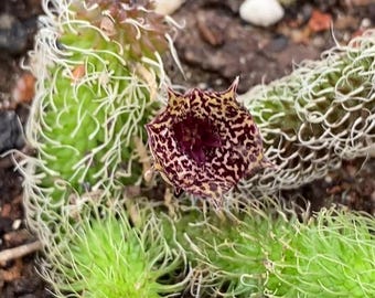 Huernia Pillansii Hybrid Unrooted Cuttings, Shurado Bristly Rough Dragon Horn Stapeliad, Collector's Rare Asclepiadaceae Succulent, NO.2088