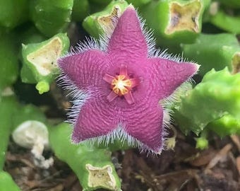 Puede incluir: Una flor en forma de estrella con cinco pétalos de color magenta intenso cubiertos de finos pelos blancos en los bordes. El centro presenta una pequeña estructura amarilla y roja. La flor está rodeada de tallos suculentos verdes y gruesos.