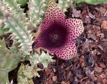 May include: A star-shaped succulent flower with five petals featuring a deep purple center that transitions into a cream-colored background covered in dense, dark purple spots. The flower is surrounded by light green, spiky, succulent stems.