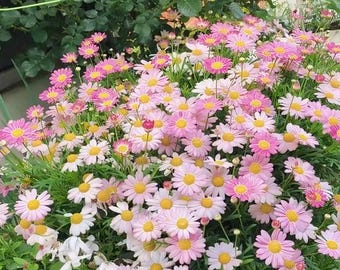 300 Pyrethrum Seeds | Rose Pink Daisy | Robinsons Giant Single Mix | Colorful Blooms