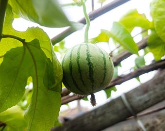 100 Dwarf Container-Grown Watermelon Seeds | Citrullus lanatus 'Little Bee'
