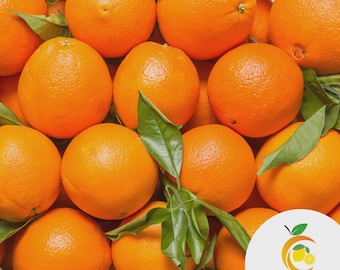 Valencia Orange Tree ONLY IN FLORIDA