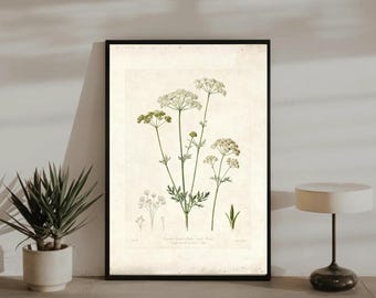 Vintage Wildflower Print, Antique Botanical Illustration (Digital Download)