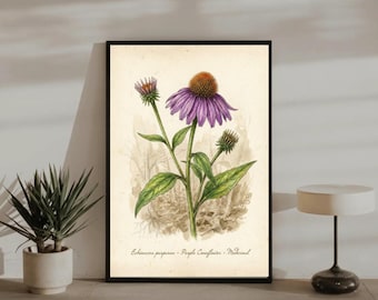Sonnenhut Vintage Illustration Echinacea Botanische Illustration