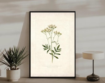 Vintage Wildflower Art Print, Antique Botanical Illustration