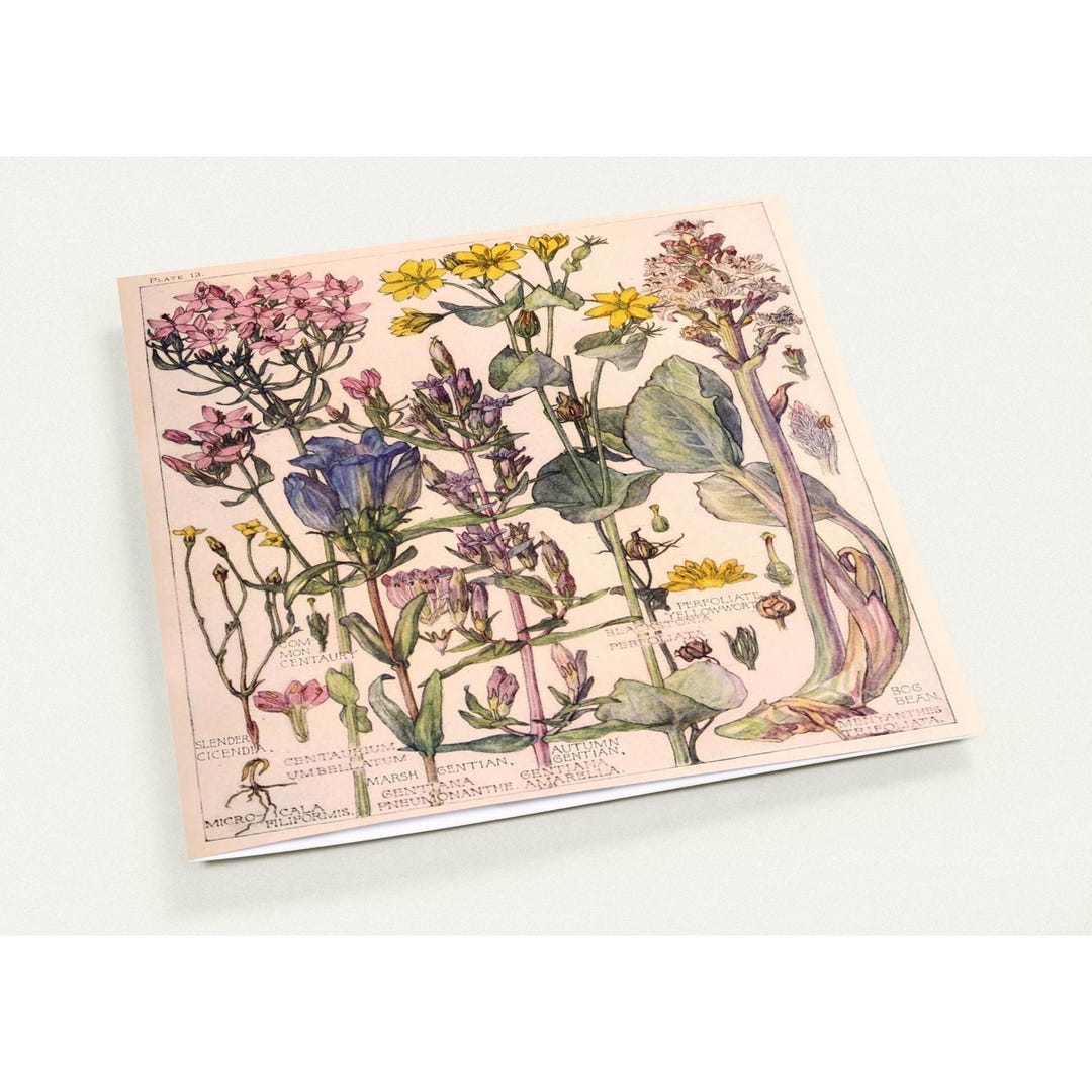Vintage Botanical Illustration Note Cards - Floral Greeting Card Set - Etsy