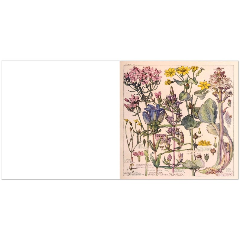 Vintage Botanical Illustration Note Cards - Floral Greeting Card Set - Etsy