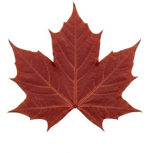 May include: A single, vibrant red maple leaf against a stark white background. The leaf's intricate veins are visible, and its shape is symmetrical with five distinct lobes. The color is a deep, autumnal red.