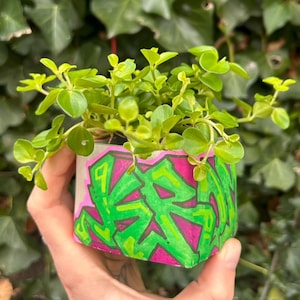 Puede incluir: Una pequeña maceta de hormigón con una planta verde vibrante. La maceta está decorada con arte estilo grafiti en rosa brillante y verde. La planta tiene hojas verdes pequeñas y redondas.