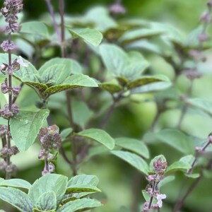 May include: A flowering basil plant featuring vibrant green leaves with subtle dark purple veining and deep purple stems. The plant displays multiple vertical stalks topped with small, delicate light purple and white blossoms in various stages of bloom.