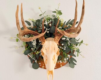 thumbnail image 2 of European Deer Skull Mount Plaque, Wall Or Table Pedestal, Oak With Arrowhead (Golden Oak) 2 of 3