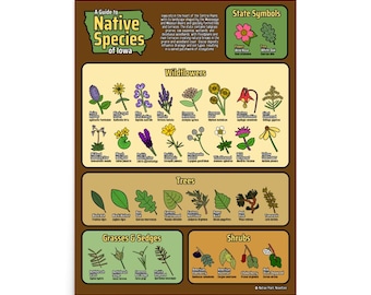 Iowa Native Plants Poster • Educational Botanical Print of Prairie Wildflowers & Trees